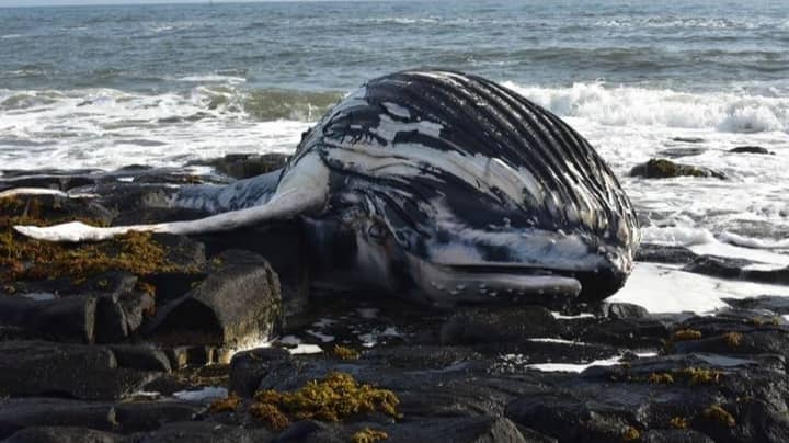 Body Of Humpback Whale Washes Up On UK Beach