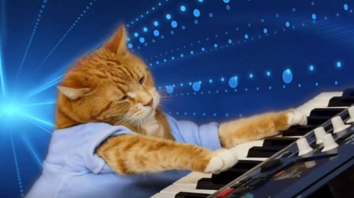 Bento The Keyboard Cat Has Sadly Passed Away