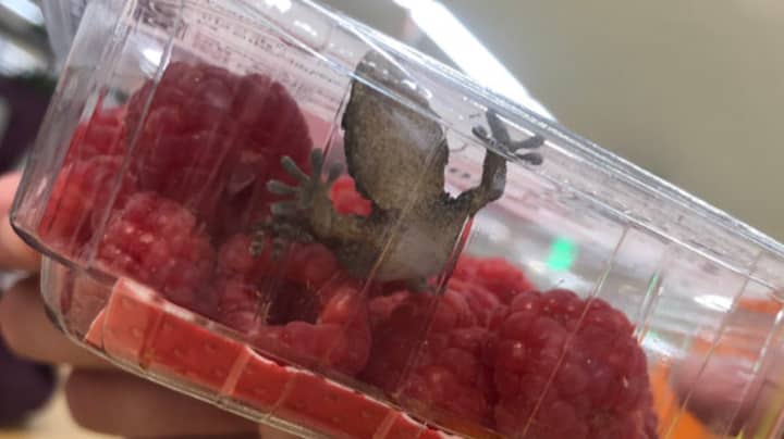 Gecko Found In Punnet Of Raspberries In Sainsbury's