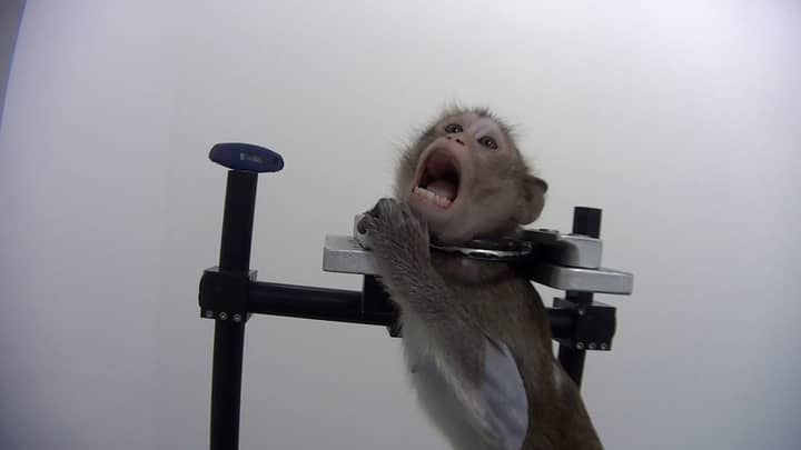 ​Undercover Footage Shows Monkeys Screaming In 'German Lab'
