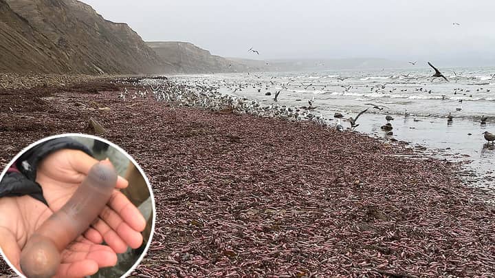 Thousands Of 'Penis Fish' Wash Up On A Beach In California