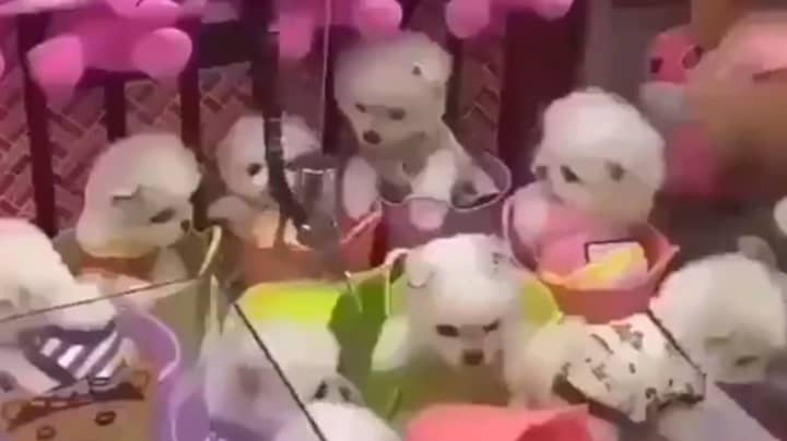 Arcade Claw Grabber Causes Outrage After Using Real Dogs As Prizes