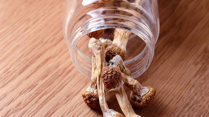Regulators Reject Bid To Legalise Magic Mushrooms And MDMA In Australia For Therapeutic Use