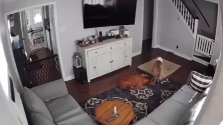 Adorable Pooch Drags Bed Over To Poorly Brother 