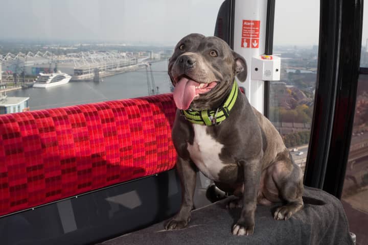 Government Has 'No Intention' Of Adding Staffordshire Bull Terriers To Ban List
