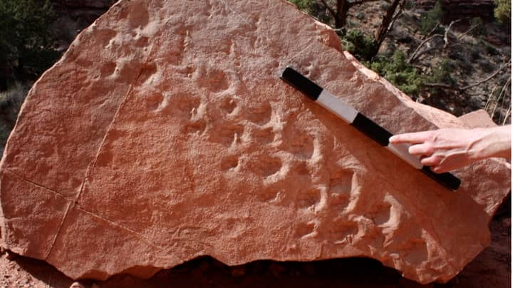 313 Million Year Old Fossilised Tracks Revealed In The Grand Canyon