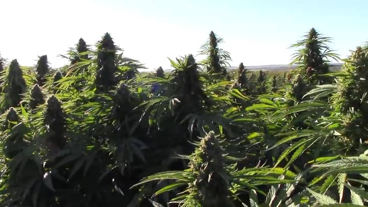 Police Bust Largest Marijuana Plantation In Europe