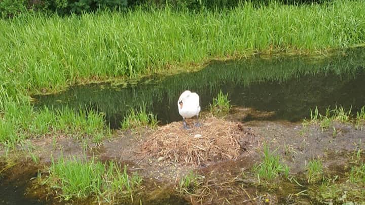 Swan 'Dies Of A Broken Heart' After Eggs And Nest Destroyed