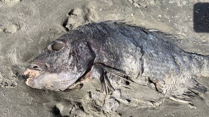 Mum Discovers Fish With 'Human Teeth' While Walking On Beach