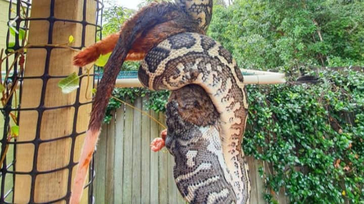 Humungous Python Captured Eating Possum In Australian Backyard