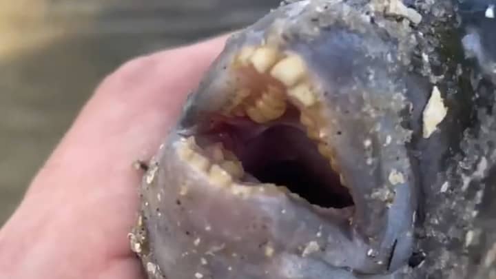 Fisherman Catches Fish With 'Human-Like' Teeth In Florida