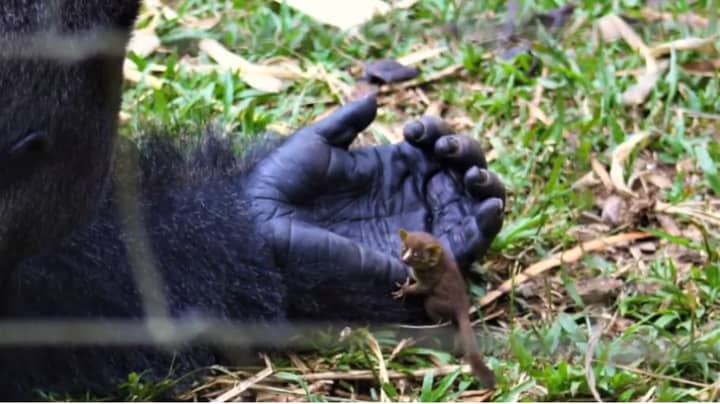 Incredible Moment 25 Stone Gorilla Befriends Bush Baby The Size Of Its Finger 