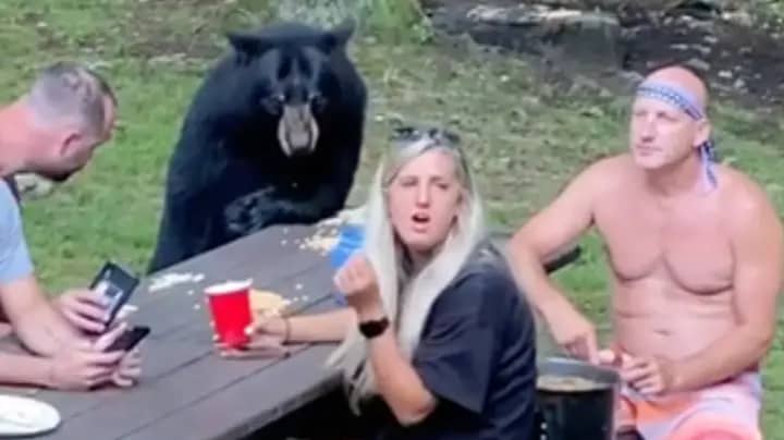 Wild Bear Decides To Join Family For A Picnic