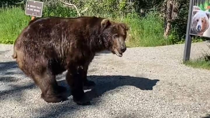 Tourists Survive Encounter With Grizzly Bear By Remaining Calm And Not Screaming