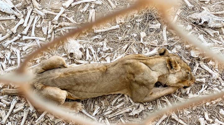 Shocking Images Show Wild Animals Kept In Appalling Conditions In Zoo -  LADbible