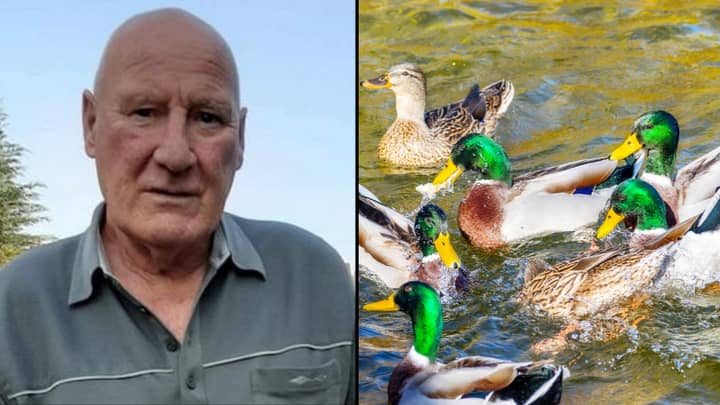 Pensioner Hit With £150 Fine For Feeding The Ducks