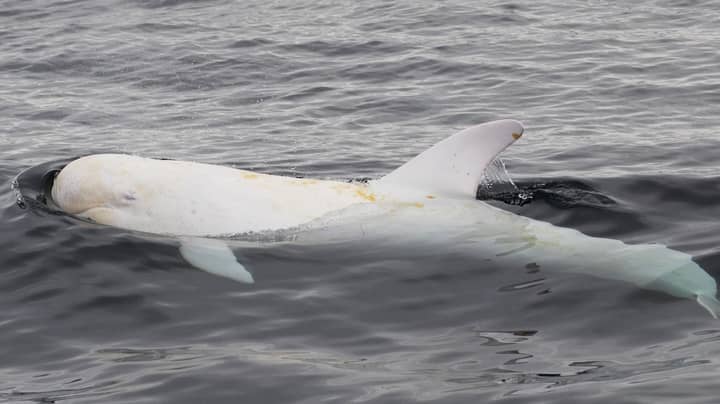 Incredibly Rare White Risso's Dolphin Named Casper Snapped In California 