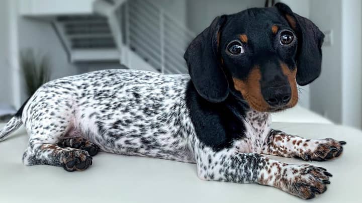 Dachshund Puppy Looks Like Mini Dalmatian Or Cow Due To Piebald Fur