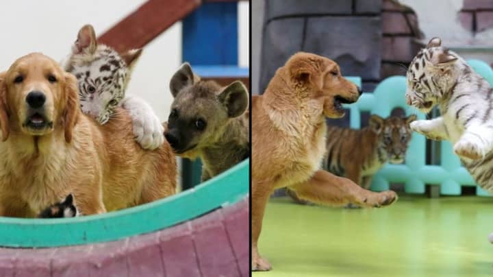 Golden Retriever Brings Up Abandoned Lion, Tiger And Hyena Cubs