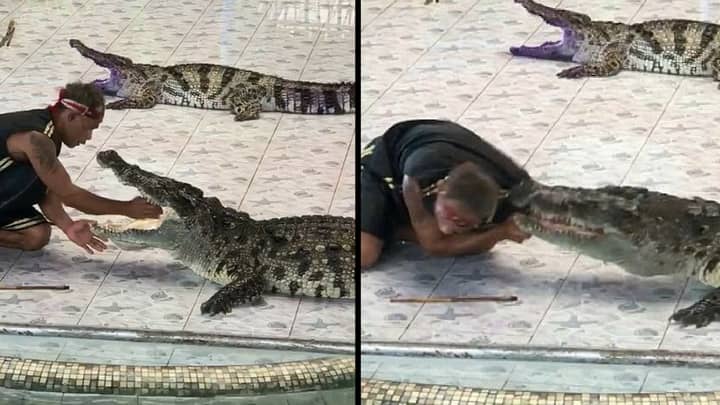 Handler Attacked By Crocodile After Putting Arm In Its Mouth In Front Of Crowd