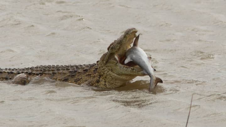 Photographer Captures Moment Huge 1,500lb Crocodile Eats Shark