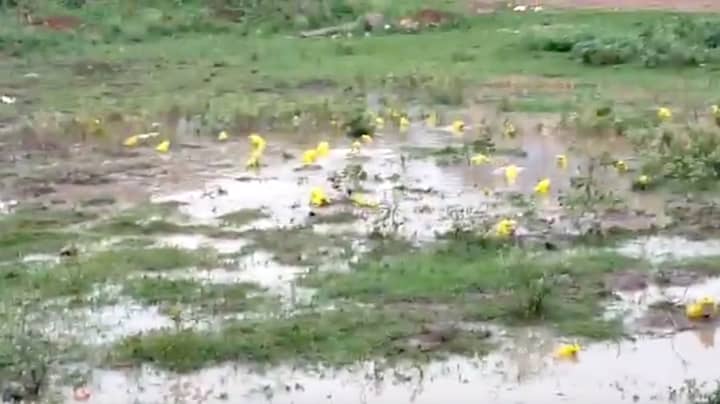 Bright Yellow-Skinned Bullfrogs Emerge In India After Heavy Rainfall 