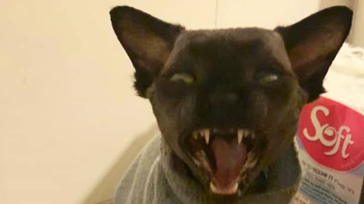 Cat That Looks Like Bat Finds Viral Fame On Instagram