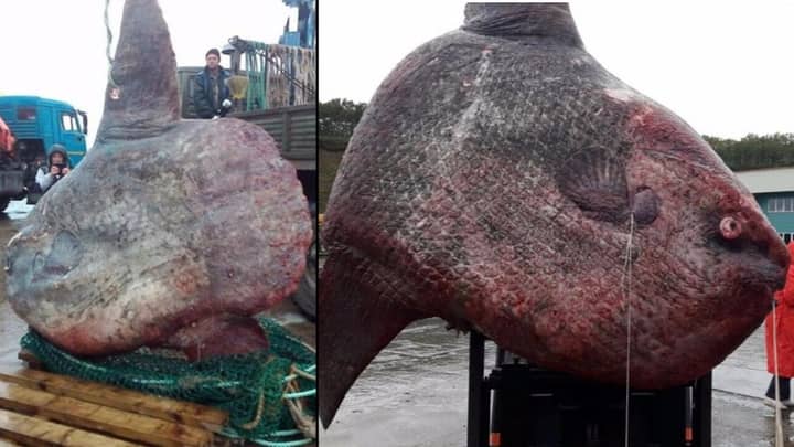 Fisherman Catch Rare One-Tonne Fish That Could Make 1170 Portions Of Fish And Chips