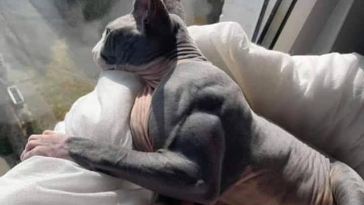 Cat Suffers From Rare Condition That Makes Animals Stack On Loads Of Muscle 