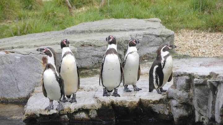 Supermarket Iceland Adopts All Of The Humboldt Penguins At Chester Zoo