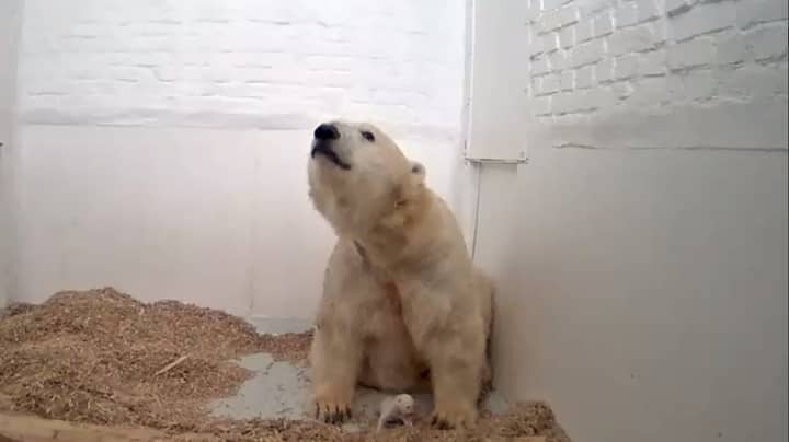 Baby Polar Bear Cub In Zoo Dies After Just 26 Days