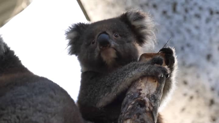Koalas Released Back Into Their Home After Australia's Devastating Bush Fires
