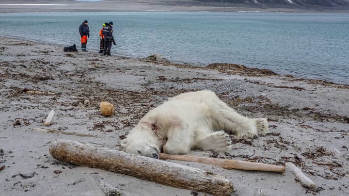 Polar Bear Shot Dead After Attacking Cruise Ship Worker In Norway