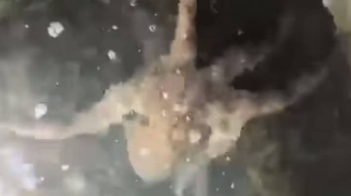 Octopus Spotted In The Clear Waters Of Venice's Canals 