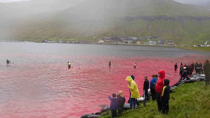 Shocking Video Shows Seas Run Red With Blood As Dolphins Slaughtered On Faroe Islands