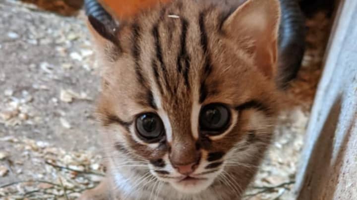 Pair Of World's Smallest Wild Cats Born In UK Sanctuary - LADbible