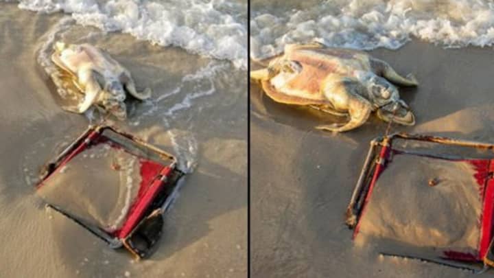 ​Critically Endangered Sea Turtle Found Dead With Beach Chair String Wrapped Around Its Neck