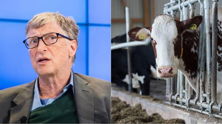 ​Bill Gates Donating $40m To Create Super Cow To End World Poverty
