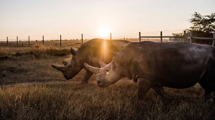 Caretakers Watch Over The Final Two Northern White Rhinos In The World