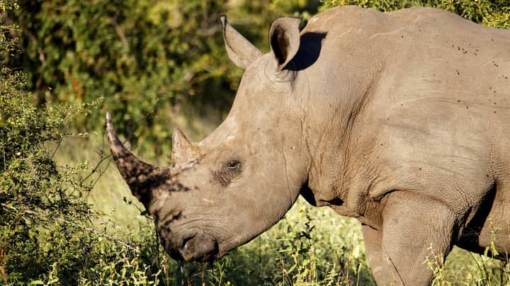 South African Police Retrieve Head Of Rhino Poacher Killed By Elephant