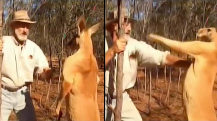 Aussie Filmmaker Shows What You Should Do If A Kangaroo Wants To Belt You