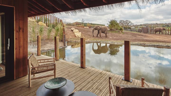 ​UK's First Ever Safari Lodges Where Elephants Roam Next To Rooms Are Officially Open