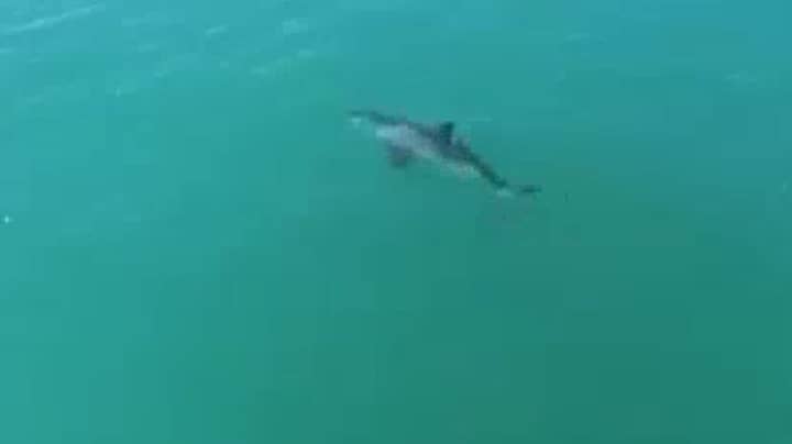 Drone Captures Great White Shark Swimming 'At Least 20mph' 