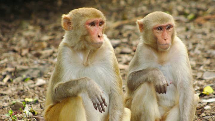 Eighteen Monkeys Infected With 'Coronavirus' In Bid To Find Cure