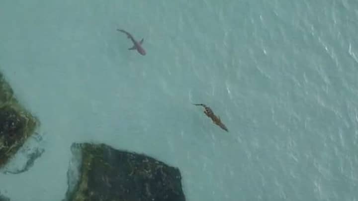 Frantic Moment Shark Chases Crocodile In Australia