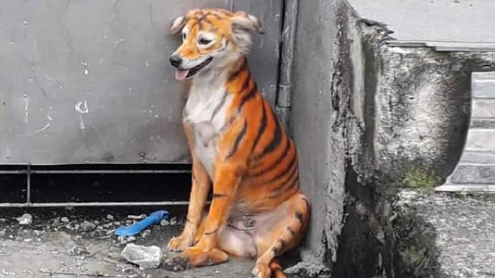 Stray Dog Found Painted Black And Orange Like A Tiger
