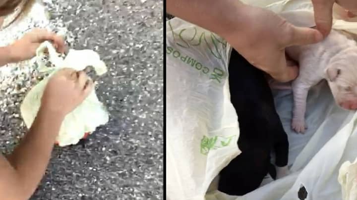 Heroic Moment Puppies Are Rescued From Inside Plastic Bag That Was Dumped In Bushes