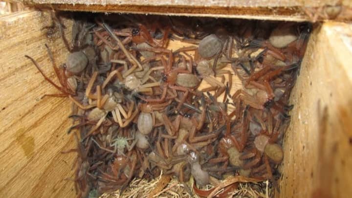 Rare Photo Shows A Writhing Colony Of Huntsman Spiders In Australia