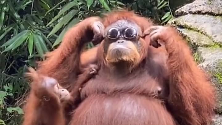 Orangutan Tries On Sunglasses After Tourist Drops Them At Zoo
