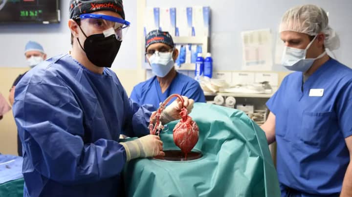 Man Receives World's First Successful Pig-To-Human Heart Transplant